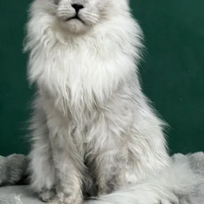 Котенок мейн-кун