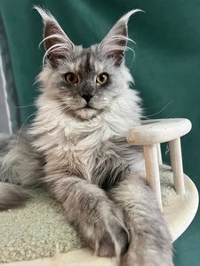 JADE SERENITY