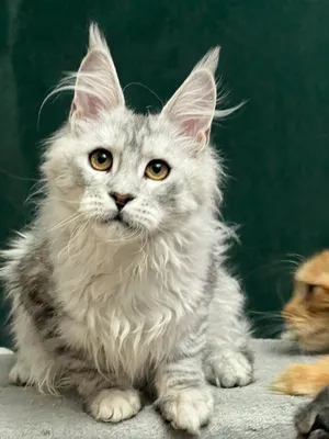 Котенок мейн-кун