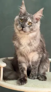 Котенок мейн-кун