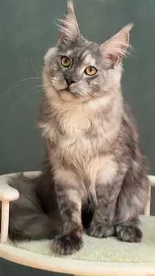 Котенок мейн-кун