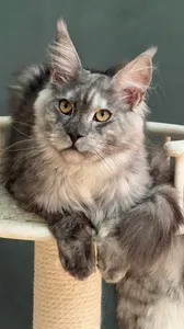 Котенок мейн-кун