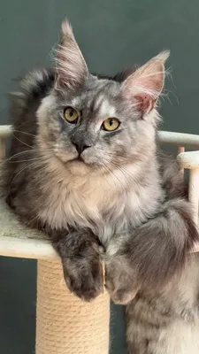 Котенок мейн-кун