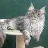 Bella - photo 2