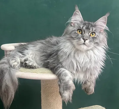 Maine Coon kitten