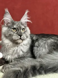 Котенок мейн-кун