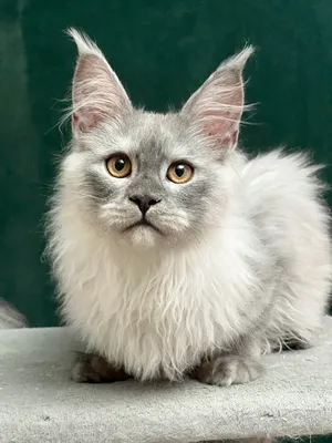Котенок мейн-кун