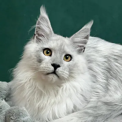 Котенок мейн-кун