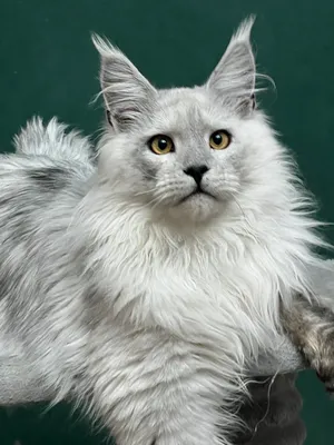 Котенок мейн-кун