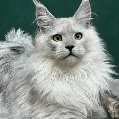 Котенок мейн-кун