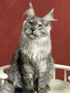 Maine Coon kitten