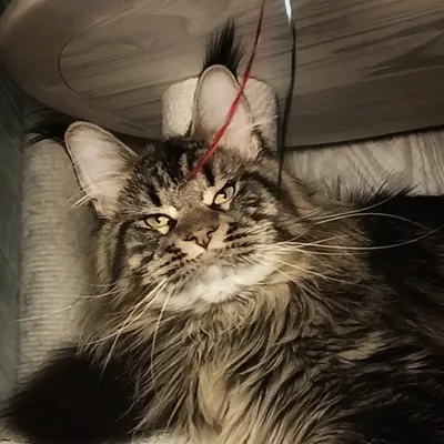 Котенок мейн-кун