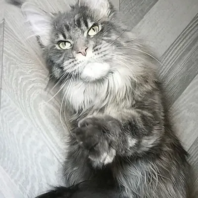 Котенок мейн-кун