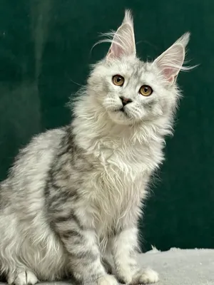 Котенок мейн-кун