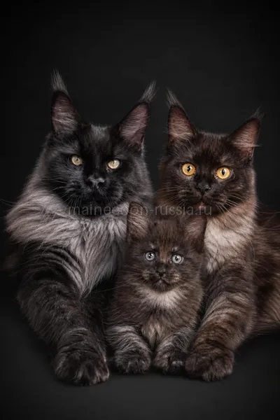 Assol — Maine Coon kitten, Black smoke MCO ns