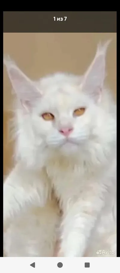 Maine Coon kitten