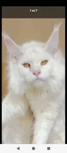 Арнольд