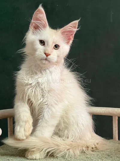Maine Coon kitten