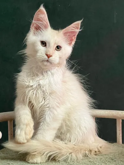 Maine Coon kitten