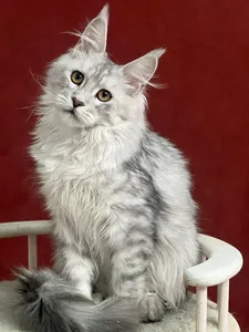 Котенок мейн-кун