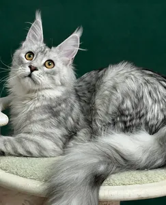Maine Coon kitten
