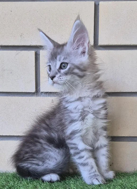Maine Coon kitten Black Silver Mac Tabby MCO ns 23 Boy