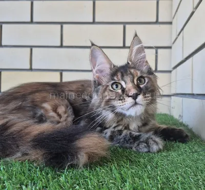 Zena — Maine Coon kitten, Tortie Classic Tabby MCO f 22