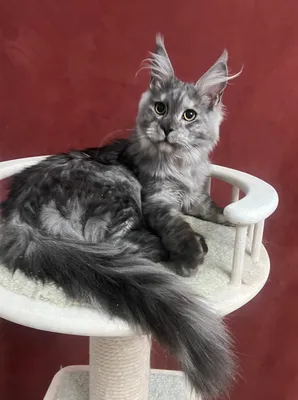 Maine Coon kitten