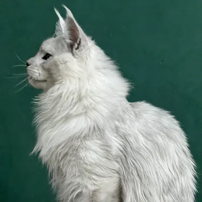 Котенок мейн-кун