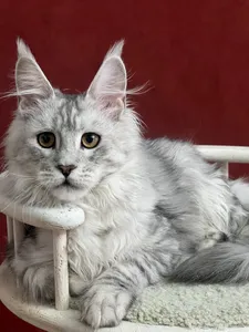 Котенок мейн-кун