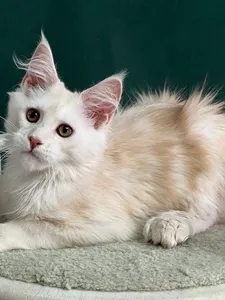 Котенок мейн-кун