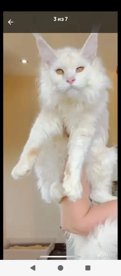 Maine Coon kitten