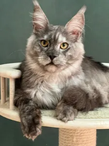 Котенок мейн-кун