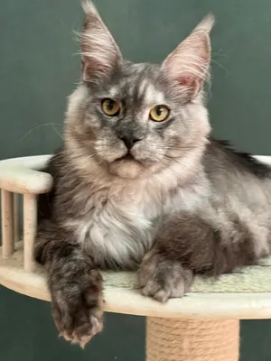 Котенок мейн-кун