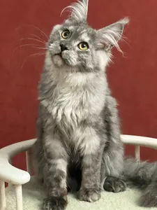 Котенок мейн-кун