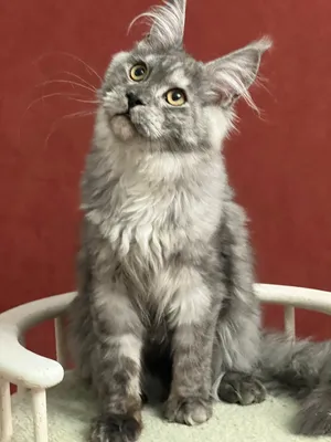Котенок мейн-кун