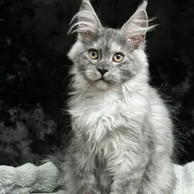 Котенок мейн-кун