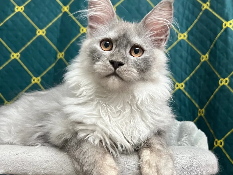 Maine Coon kitten Черный дым MCO ns  Boy
