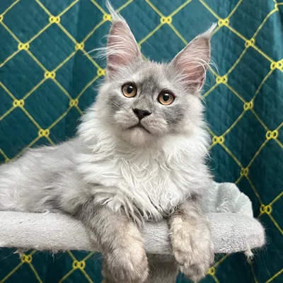 Котенок мейн-кун