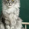 Bella - photo 4