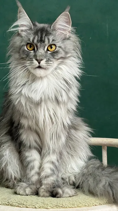 Maine Coon kitten
