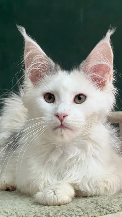 Котенок мейн-кун