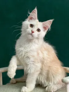 Котенок мейн-кун
