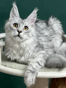Maine Coon kitten