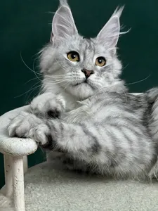 Maine Coon kitten