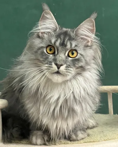 Maine Coon kitten