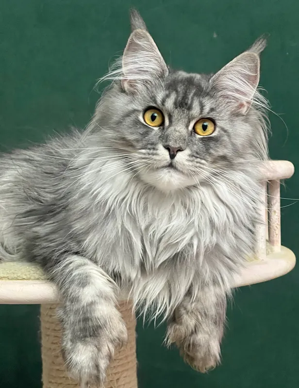 Maine Coon kitten Blue classic Tabby MCO a 22 Girl