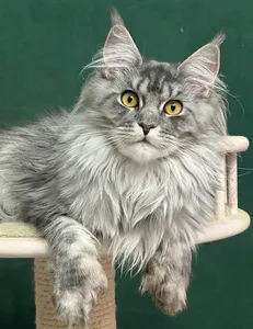 Bella