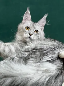 Maine Coon kitten
