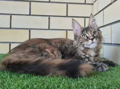 Zena — Maine Coon kitten, Tortie Classic Tabby MCO f 22